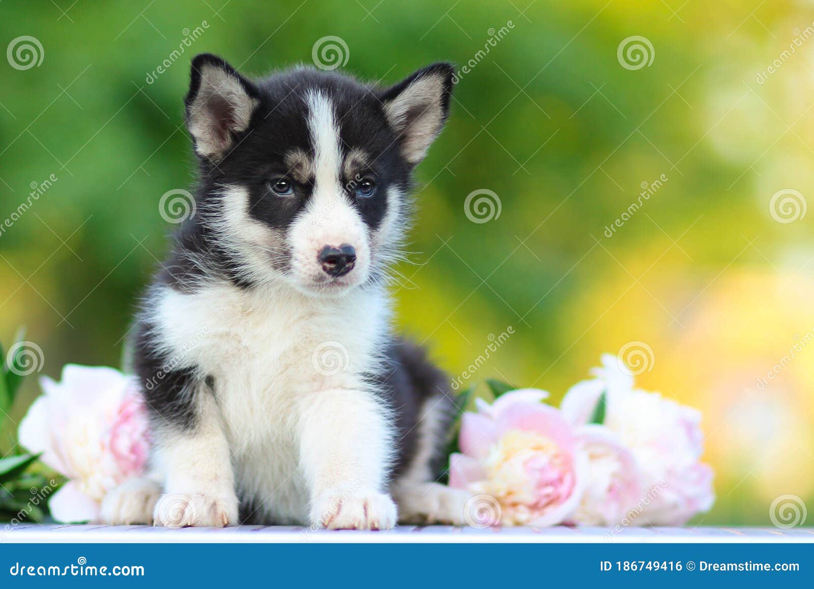 charming little puppy among flowers